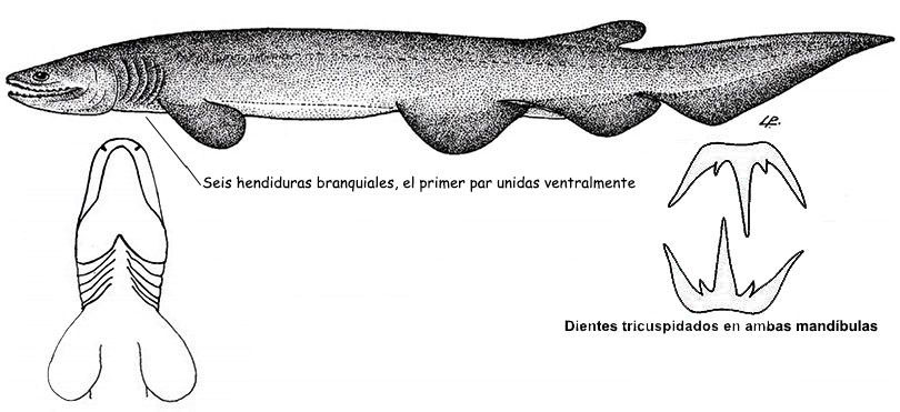 Chlamydoselachus-anguineus_02.jpg