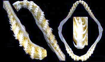 Chlamydoselachus-anguineus_04.jpg