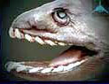 Chlamydoselachus-anguineus_05.jpg