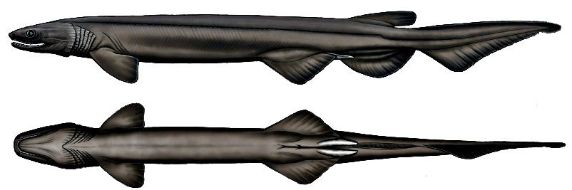 Chlamydoselachus-anguineus_07.jpg