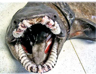Chlamydoselachus-anguineus_08.jpg