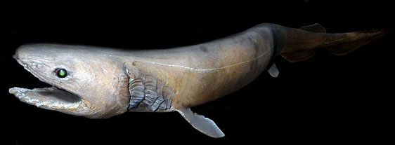 Chlamydoselachus-anguineus_09.jpg