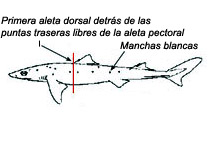 Squalus_01.jpg
