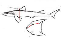 Squalus_02.jpg