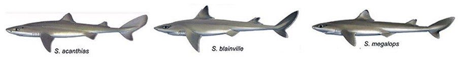 Squalus_varios.jpg