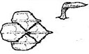 Centroforus_claves-scuamoosus.jpg