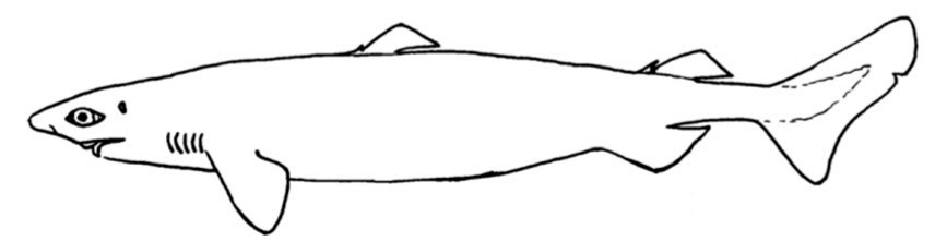 Centroscymnus-coelolepis_0001.jpg