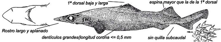 Deaniacalcea_02.jpg