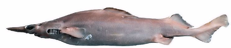 Deaniacalcea_03.jpg