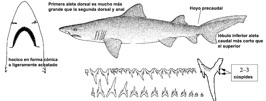 odontaspidae_001.jpg