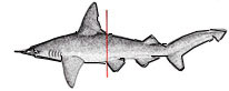 Sphyrna-(Mesozygaena)-tudes_01.jpg