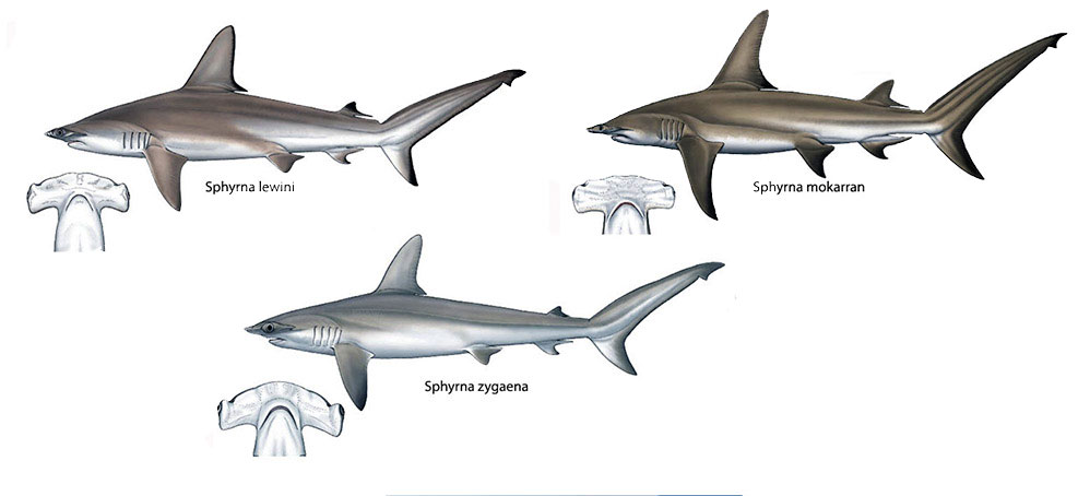 Sphyrna-(Mesozygaena)21.jpg
