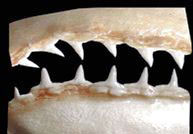 Sphyrna-lewini-_02.jpg