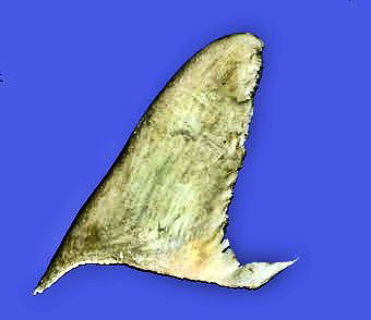Sphyrna-lewini_0011.jpg