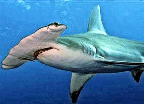 Sphyrna-lewini_0012.jpg