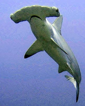 Sphyrna-lewini_0014.jpg