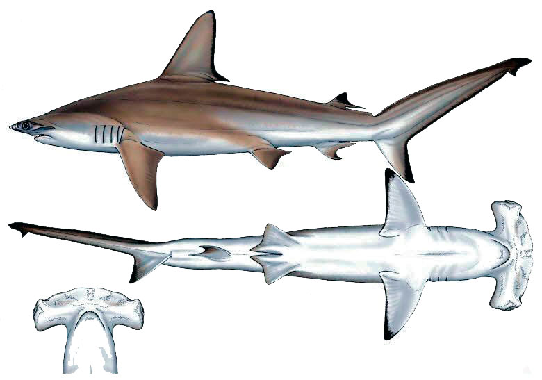 Sphyrna-lewini_00142.jpg