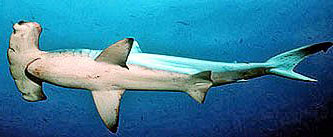 Sphyrna-lewini_03.jpg