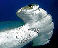 Sphyrna-lewini_06.jpg