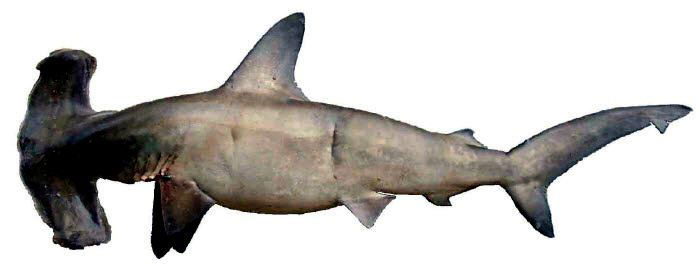 Sphyrna-lewini_08.jpg