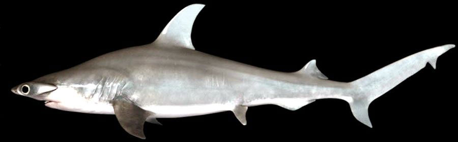 Sphyrna-mokarran_001.jpg