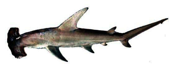 Sphyrna-mokarran_0011.jpg