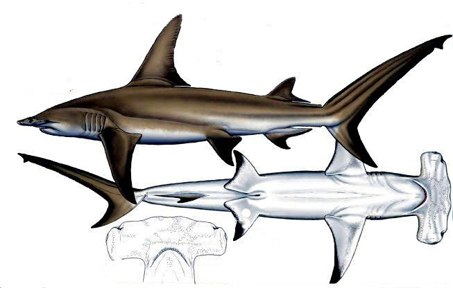 Sphyrna-mokarran_0012.jpg