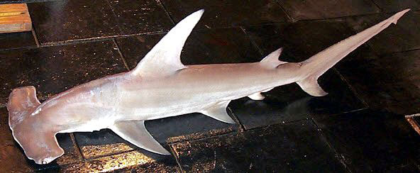Sphyrna-mokarran_02.jpg