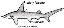 Sphyrna-mokarran_03.jpg