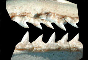 Sphyrna-mokarran_05.jpg