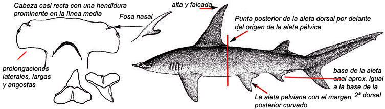 Sphyrna-mokarran_06.jpg
