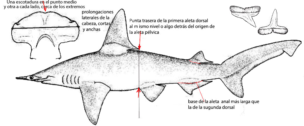 Sphyrna-tudes_05.jpg