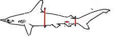 Sphyrna-zygaena_bis.jpg