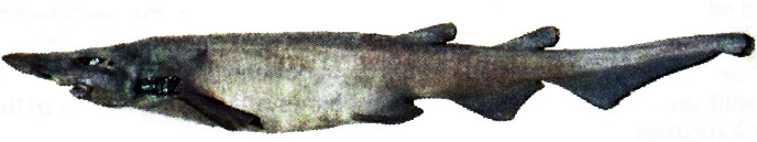 Apristurus-aphyodes_05.jpg