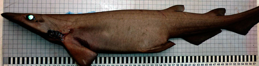 Apristurus-laurussonii-_007.jpg