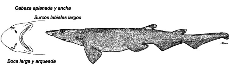 Apristurus-laurussonii-_06.jpg