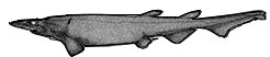 Apristurus-melanoasper-claves.jpg