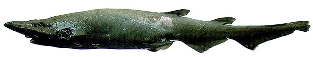 Apristurus-profundorum_009.jpg
