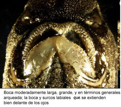 Apristurus-profundorum_011.jpg