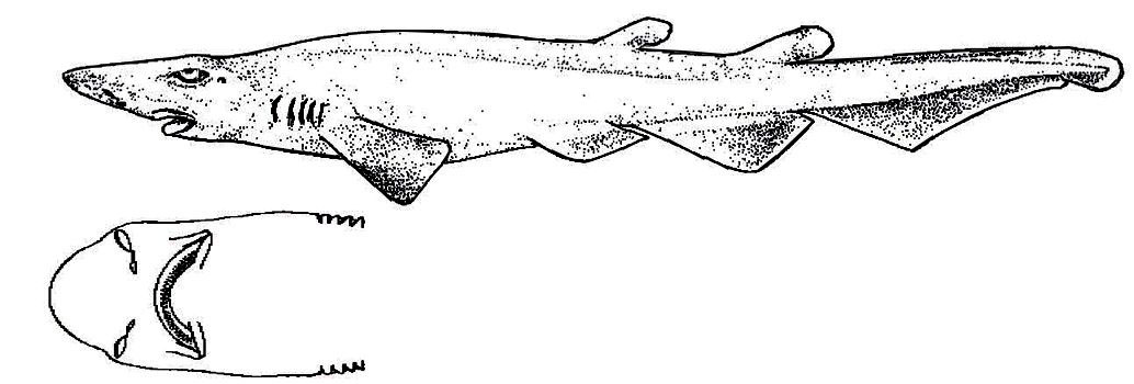 Apristurus-profundorum_02_bis.jpg