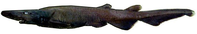 Apristurus-profundorum_04.jpg