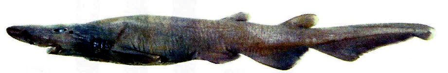 Apristurus-profundorum_07.jpg