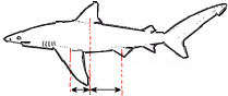 Carcharhinus_01.jpg