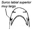 Galeocerdo-cuvier_01.jpg