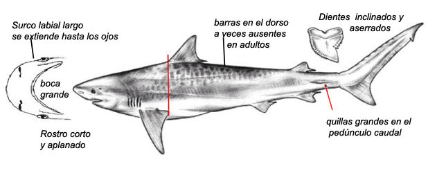 Galeocerdo-cuvier_02.jpg