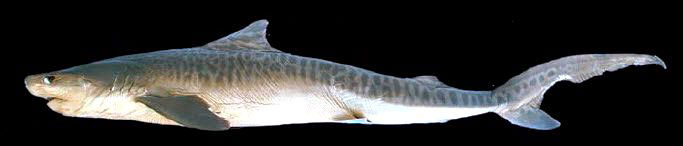 Galeocerdo-cuvier_107.jpg