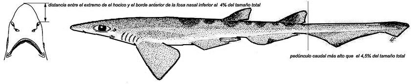 Galeus-atlanticus_04.jpg