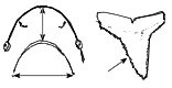 Negaprion-brevirostris-_01.jpg