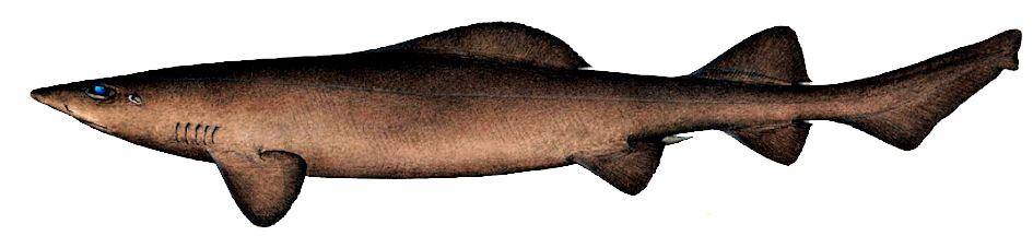 Pseudotriakis-microdon-_012.jpg