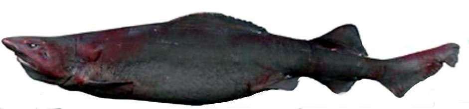 Pseudotriakis-microdon-_013.jpg